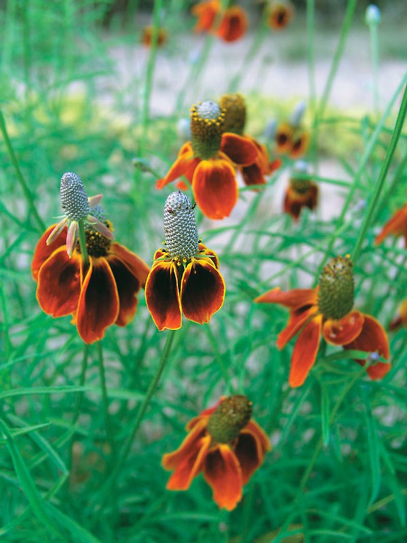 Mexican Hat (Ratibida Columnifera)