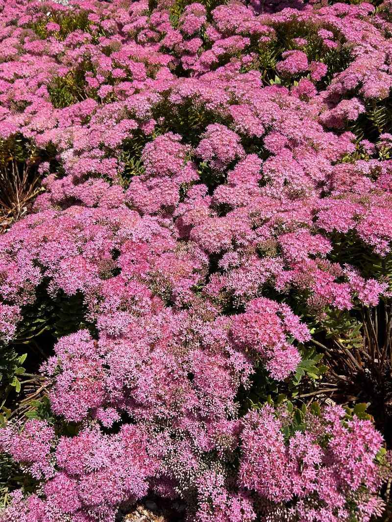 Sedum (Sedum Spp.)