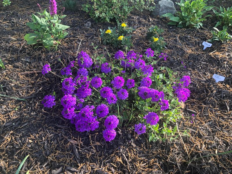 Verbena (Verbena Hybrida)