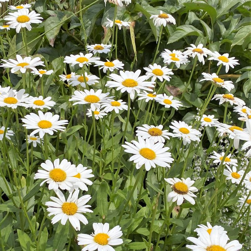 Shasta Daisy (Leucanthemum x superbum)