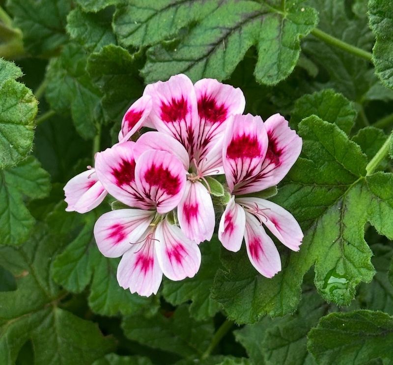 Geranium (Pelargonium) (Pelargonium)