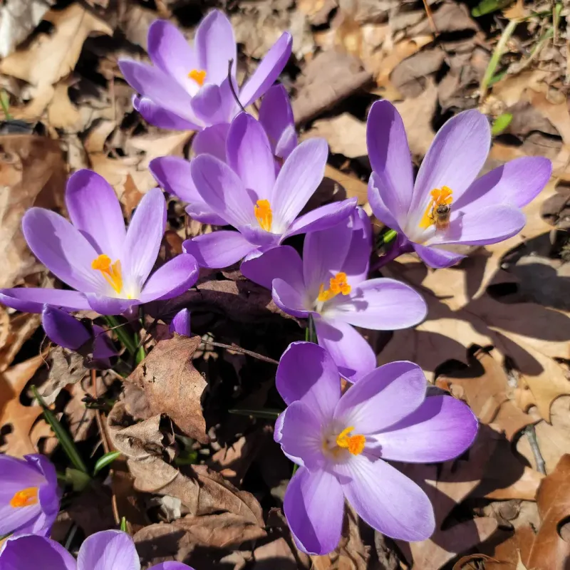 Crocus For Early Spring Delight