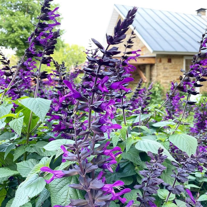 Salvia Stays Strong In Heat And Attracts Pollinators