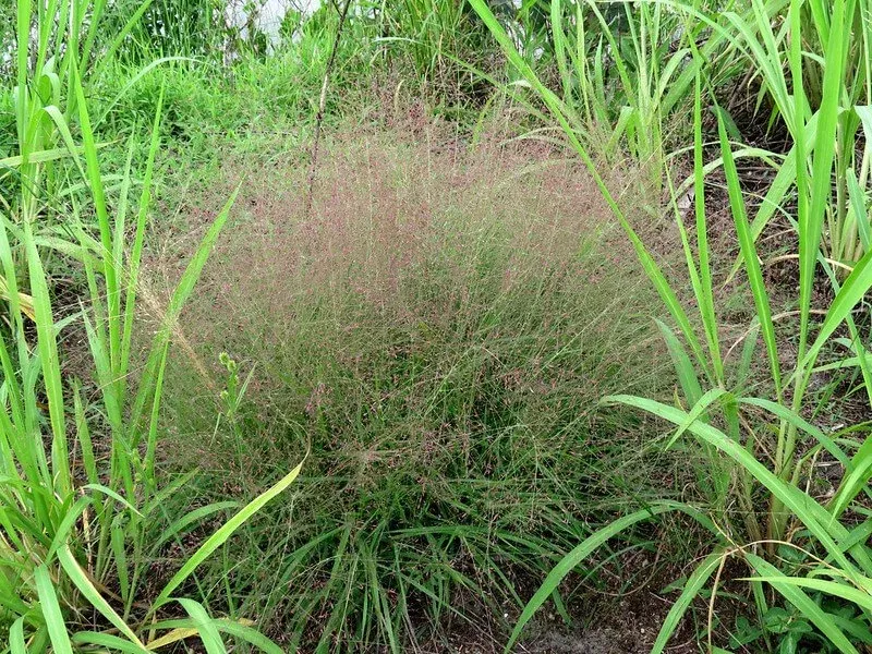 Purple Love Grass Tolerates Dry Georgia Conditions