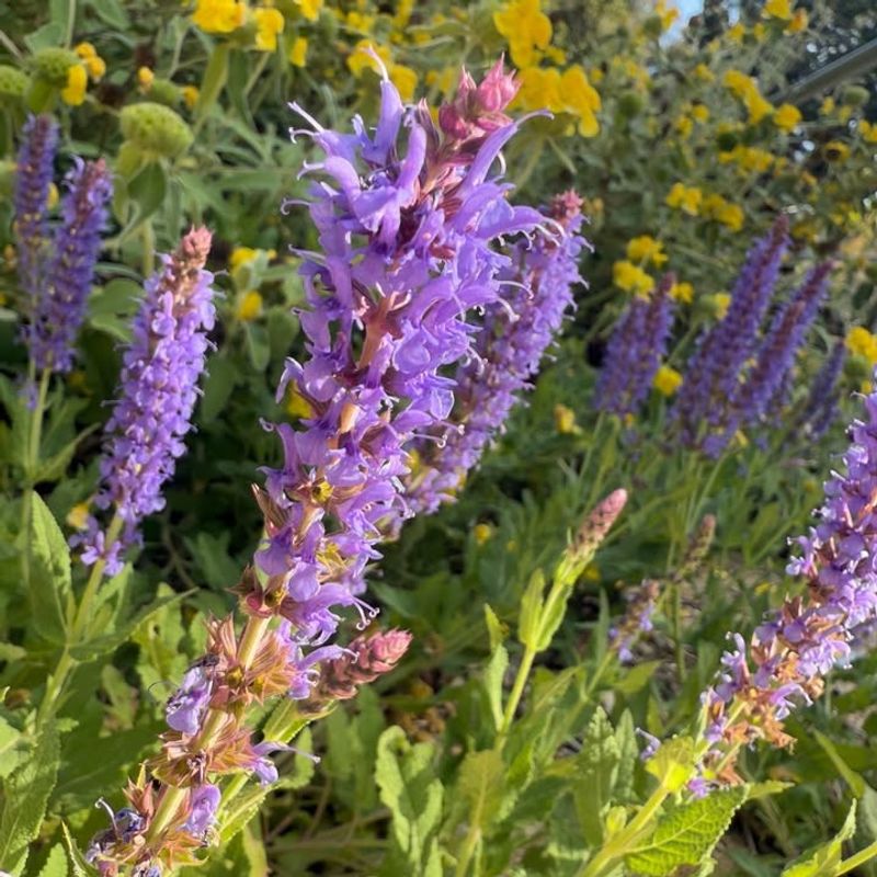 Salvia Thrives In Georgia Heat With Very Little Care