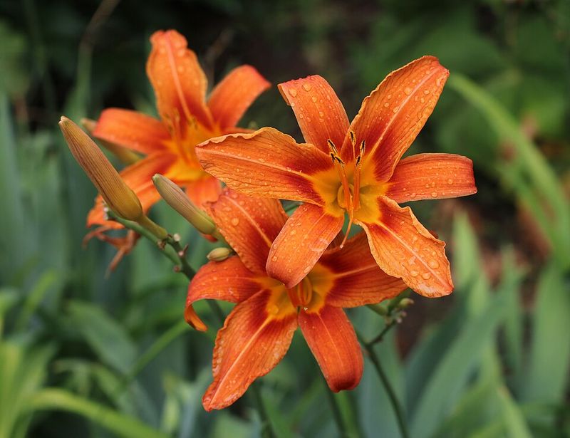 Daylilies Deliver Waves Of Color Through Late Spring And Summer