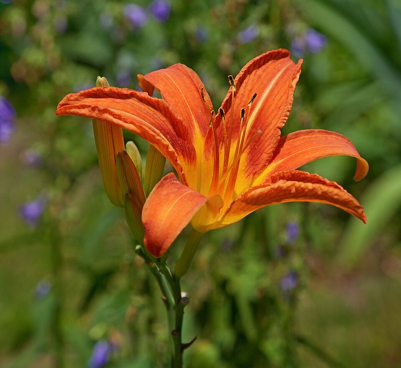 Daylily Delivers Color From Early To Late Summer