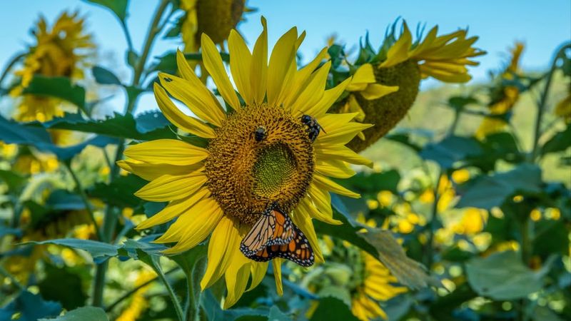 Sunflowers Provide Pollen And Nectar For Many Insects