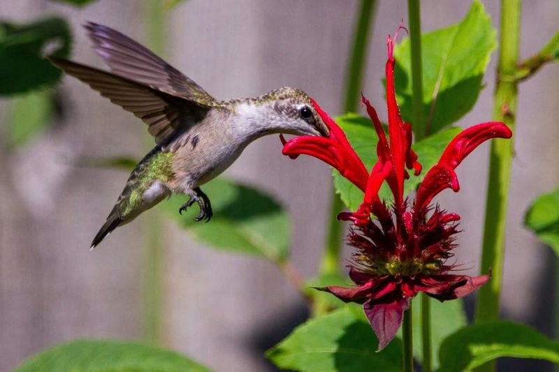 Bee Balm Attracts Butterflies And Hummingbirds