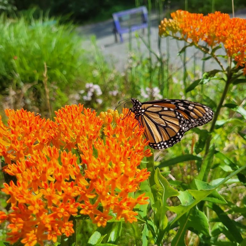 Butterfly Weed Serves As A Key Plant For Monarch Butterflies
