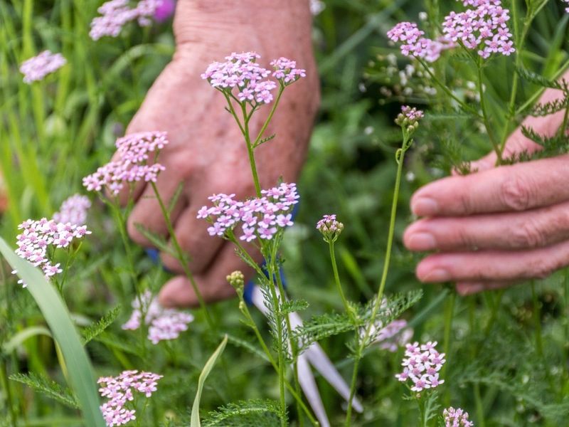 Yarrow Grows Fuller After Early Spring Cutting