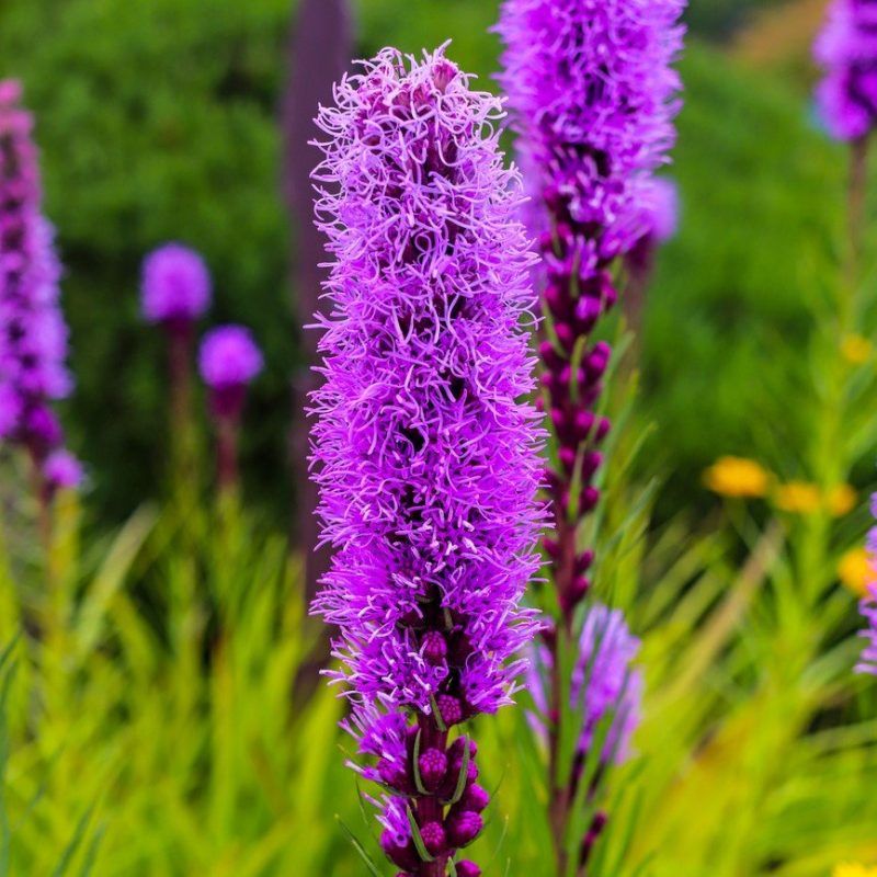 Dense Blazing Star Sends Up Striking Purple Spikes