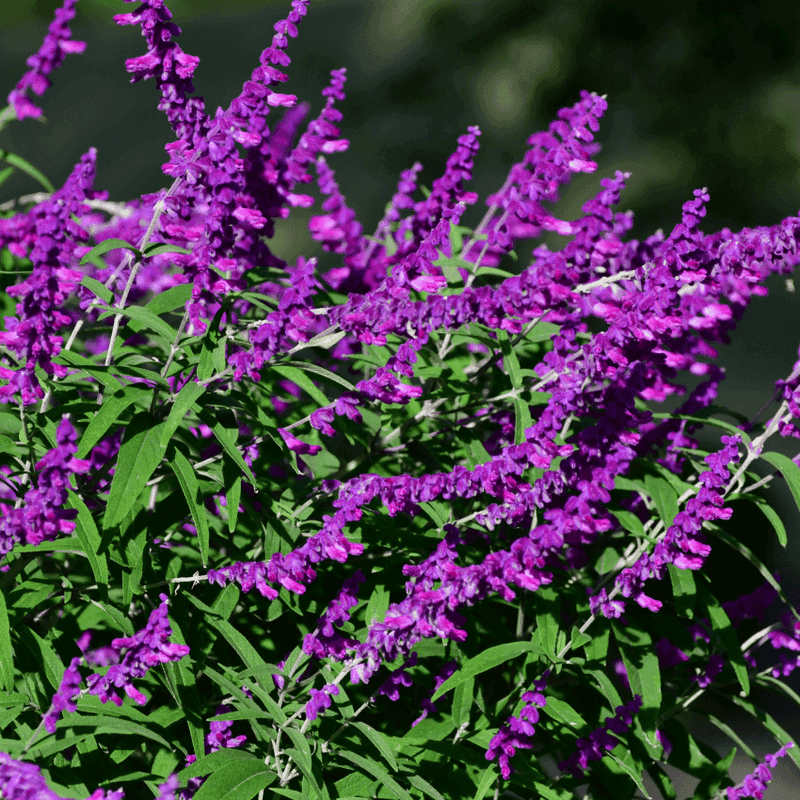 Mexican Bush Sage 
