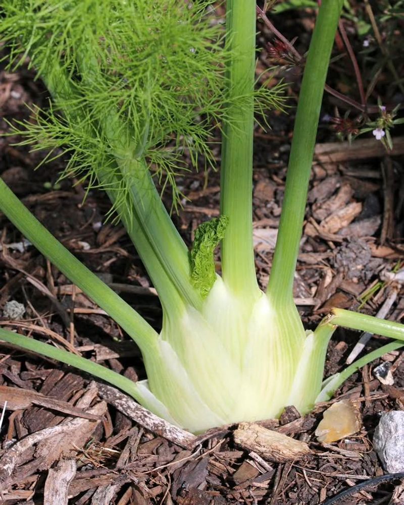Fennel Releases Chemicals That Can Inhibit Tomato Growth