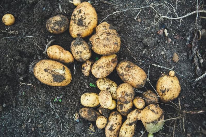 Potatoes Share Similar Diseases That Can Spread To Tomatoes