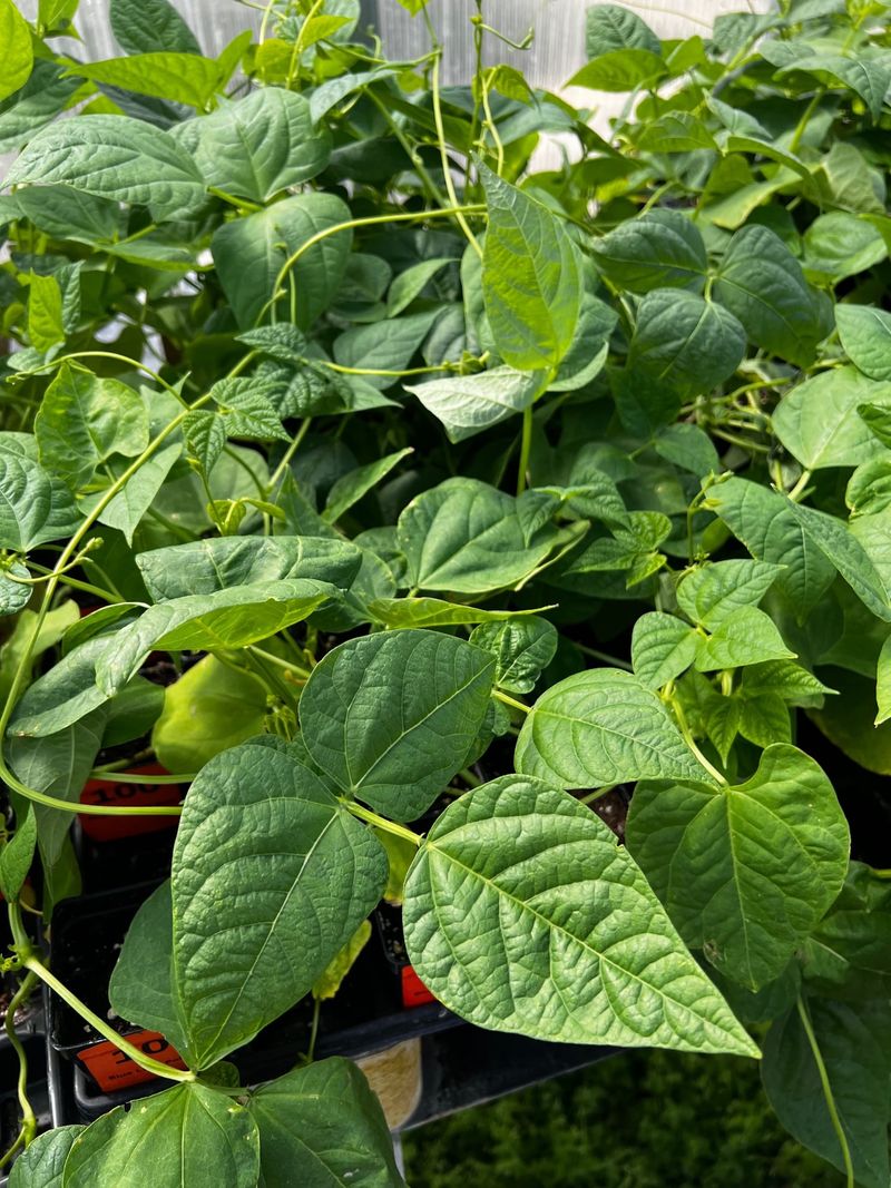 Beans With Big Ambitions