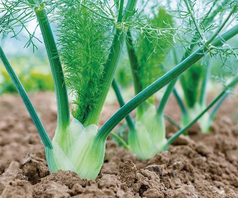 Fennel That Stunts Tomato Growth