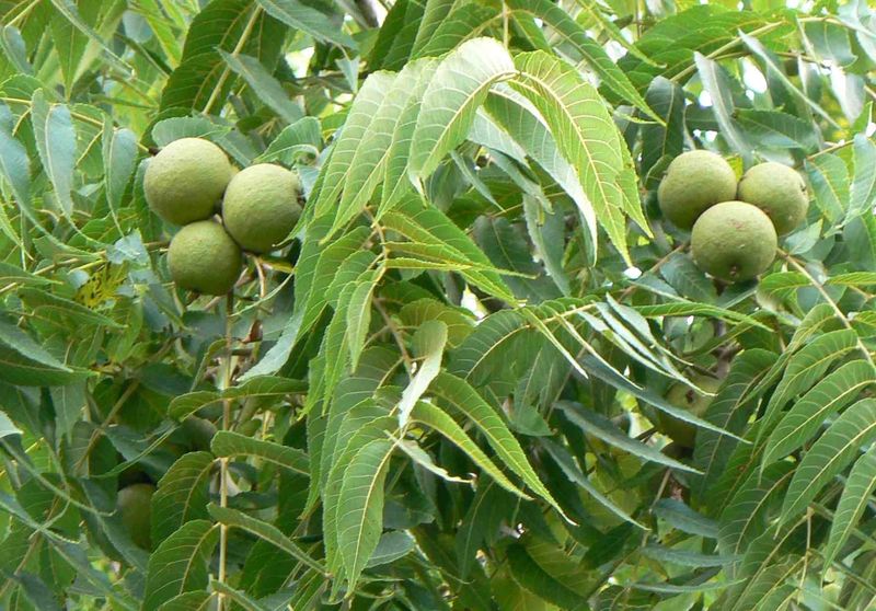 Walnut Trees (Juglans Spp.)