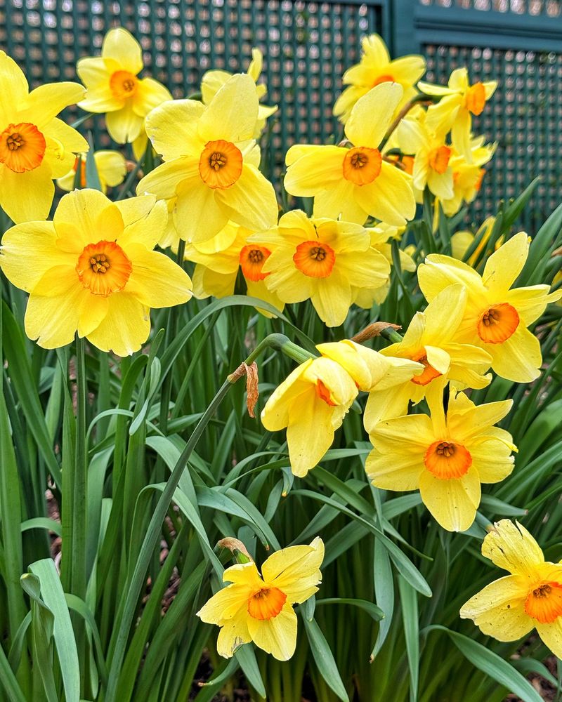 Daffodils With Their Golden Glory