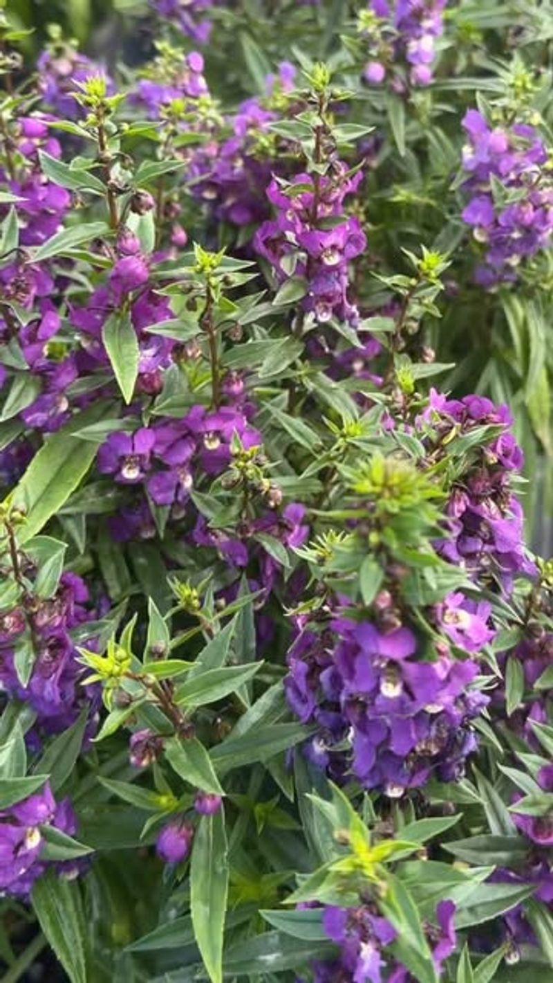 Angelonia