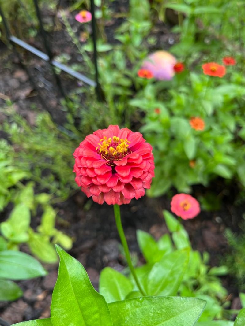 Zinnias