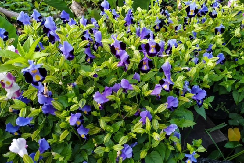 Torenia Thrives When Other Flowers Struggle
