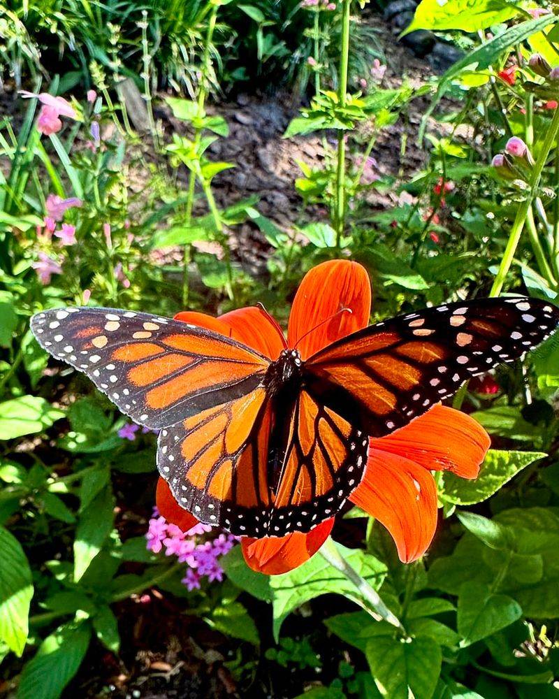 Tithonia Produces Bold Orange Flowers Butterflies Love