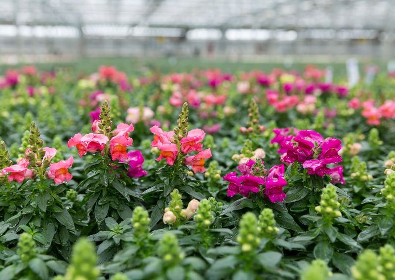 Snapdragon With Tall Playful Spikes