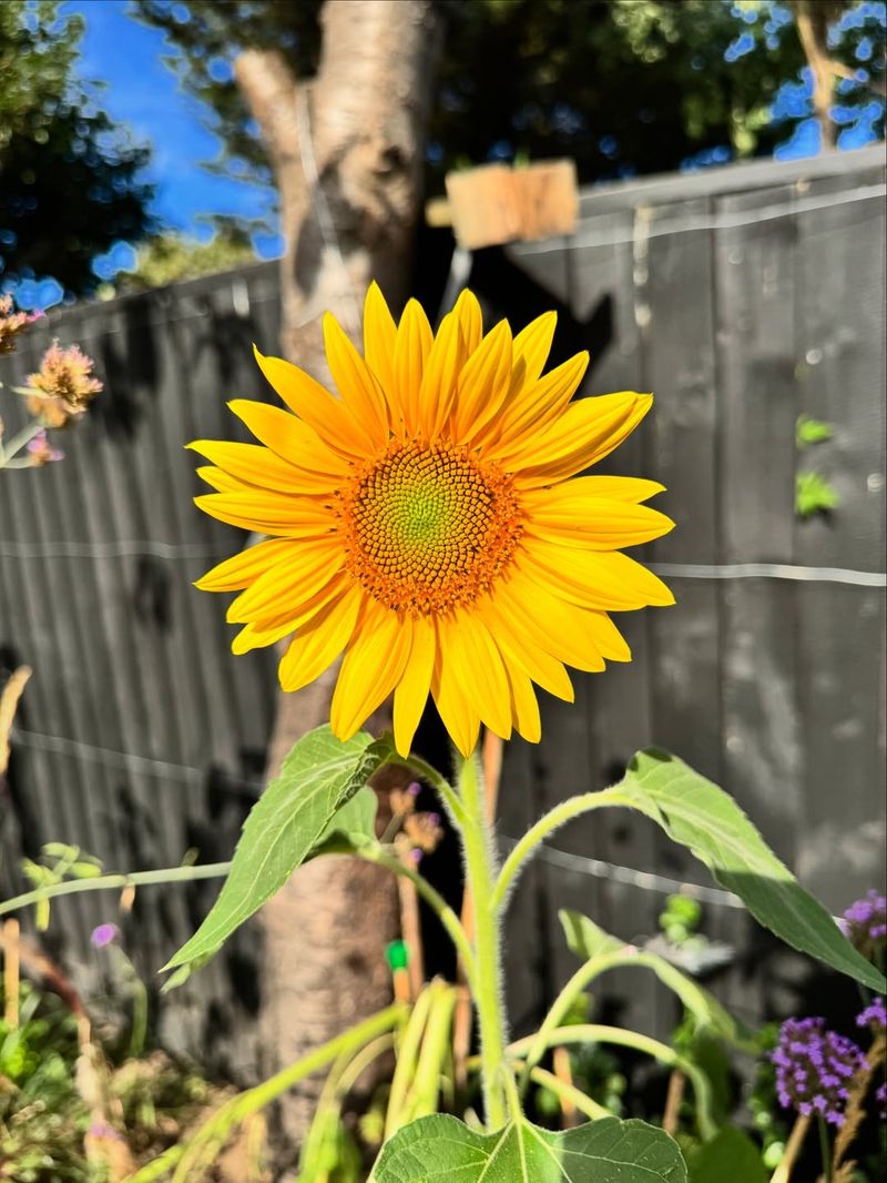 Sunflowers Germinate Fast In Warm Spring Soil