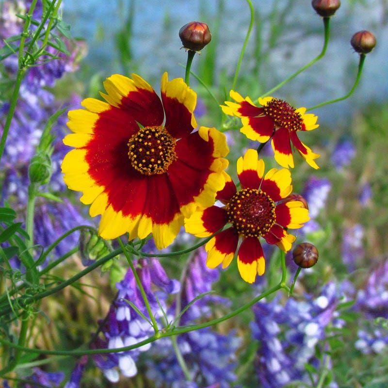 Coreopsis (Coreopsis Tinctoria)