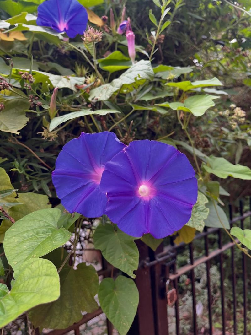 Morning Glory (Ipomoea Purpurea)