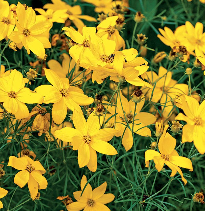 Coreopsis (Coreopsis Spp.)
