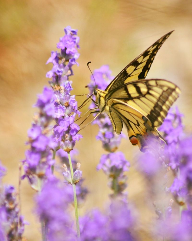 Angelonia (Summer Snapdragon) (Angelonia angustifolia)