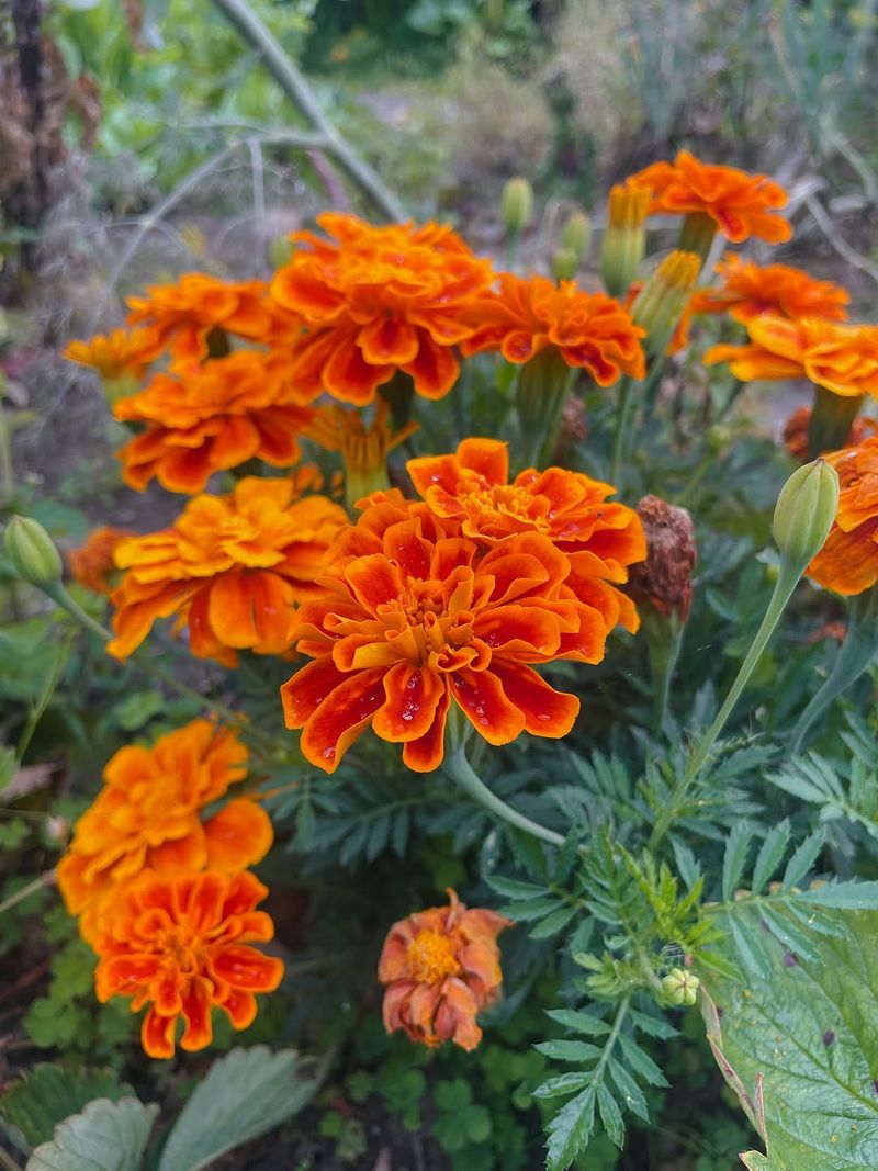 Marigolds Start Quickly And Thrive As Temperatures Warm