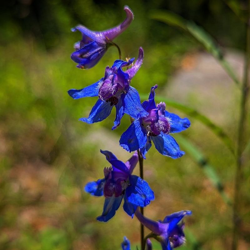 Larkspur Prefers Cooler Soil And Early Season Sowing