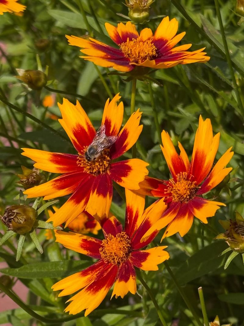 Coreopsis Produces Bright Flowers That Pollinators Visit Often
