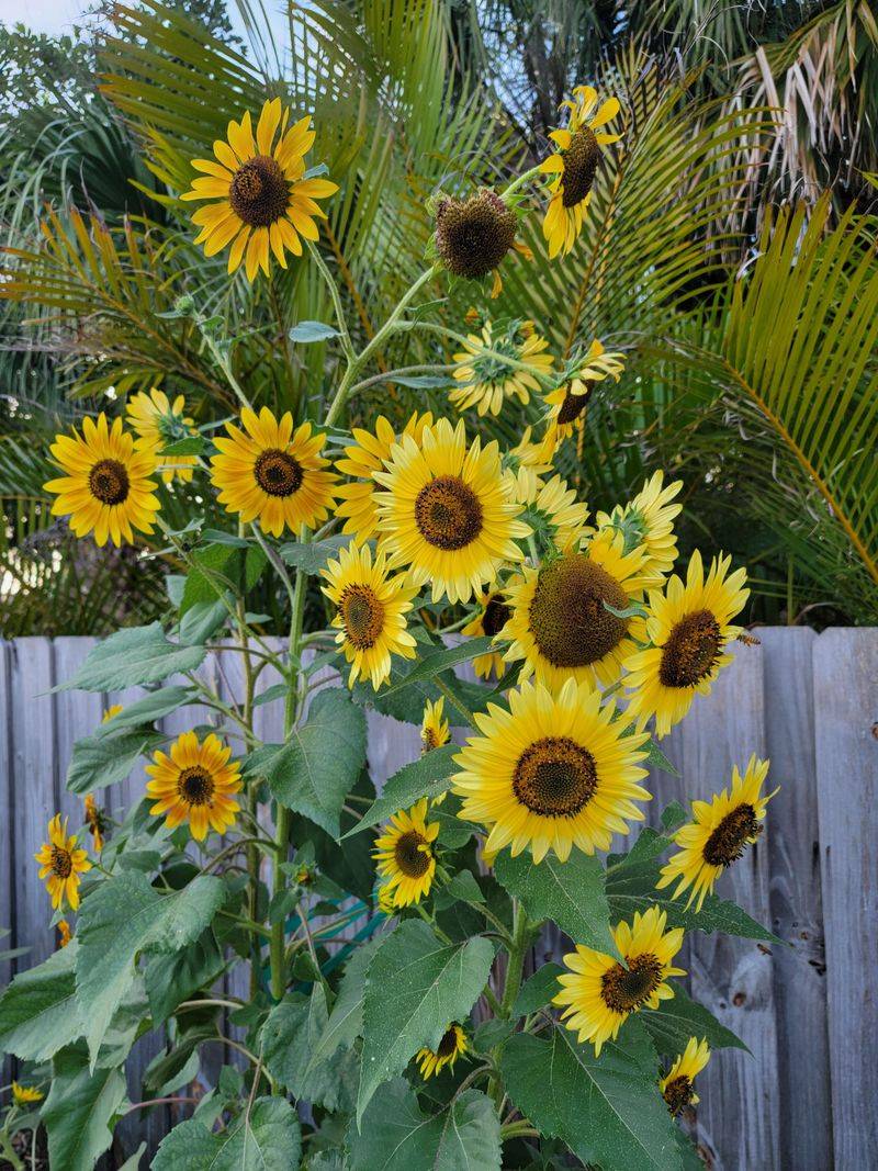 Sunflowers Create Bold Height And Sunny Color In Summer Beds