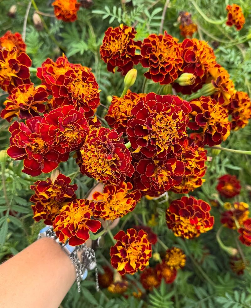 Marigolds Perform Best After Soil Warms