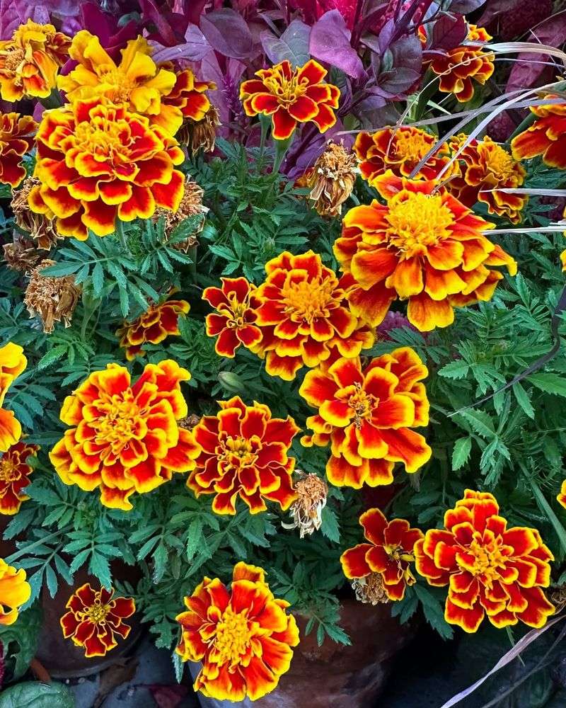 Marigold Seeds Adding Bright, Pest-Deterring Blooms