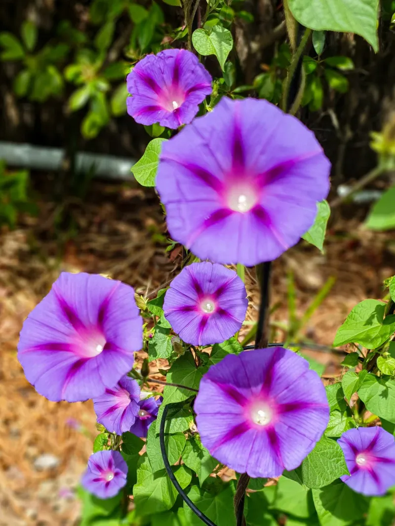 Morning Glory Climbing With Trumpet Flowers