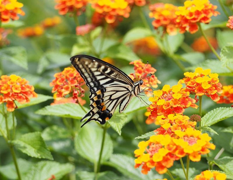 Lantana With Colorful, Sun-Loving Clusters