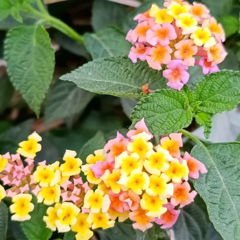 Lantana