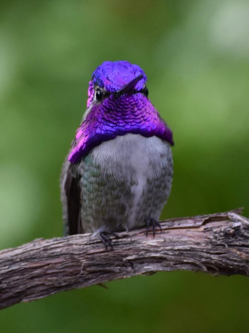 Males Display Their Bright Purple Crown And Throat