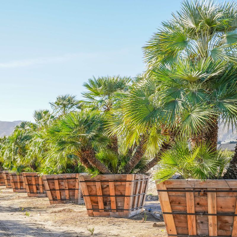 How To Choose A Small Palm For Your Arizona Front Yard