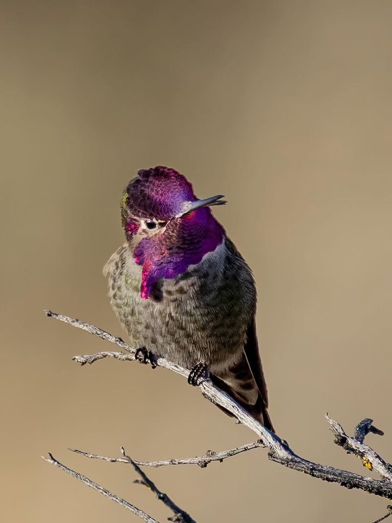 Calliope Hummingbird 