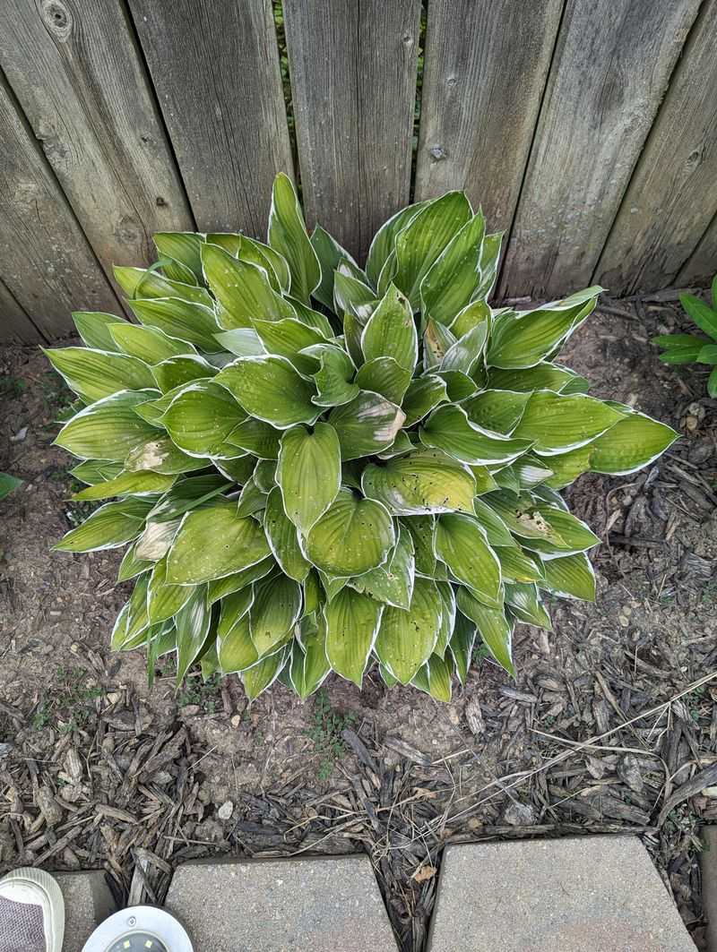 Most Frost Damage Is More Cosmetic Than Permanent