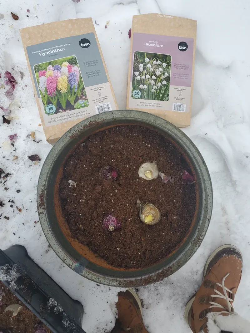 Plant Bulbs At The Correct Depth