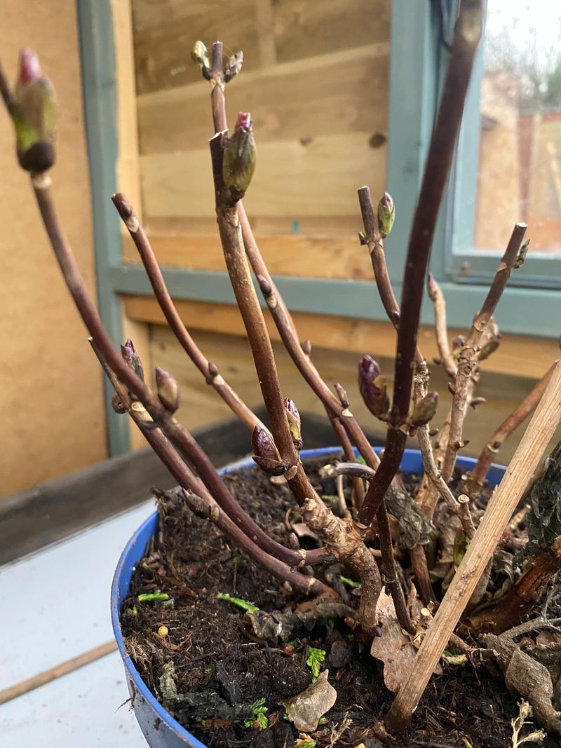 Protect Tender New Buds