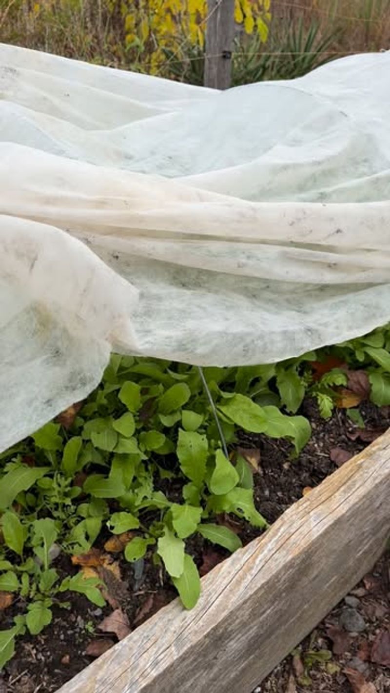 Use Row Covers For Early Crops