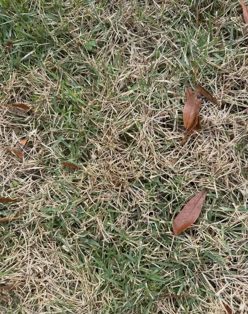 Avoid Disturbing Soil After Applying Pre Emergent